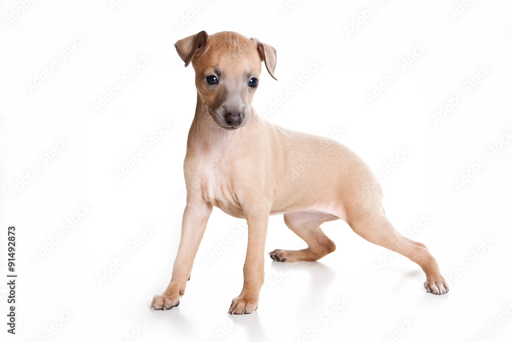 Puppy stands levretki (isolated on white)