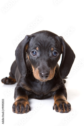 Dachshund puppy lying and looking at the camera (isolated on white) © Dixi_