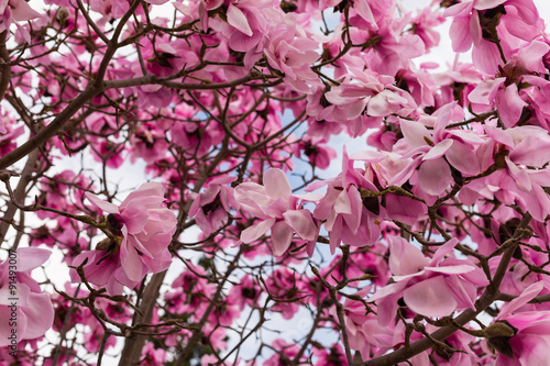 magnolia iolanthe photo