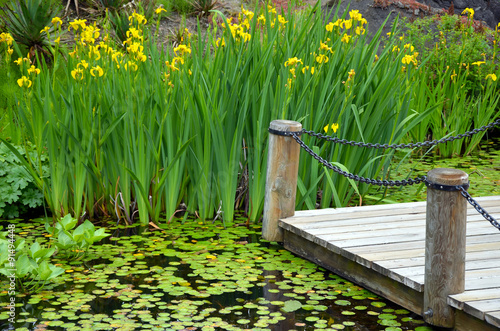 Fototapeta Naklejka Na Ścianę i Meble -  Botanical garden pond