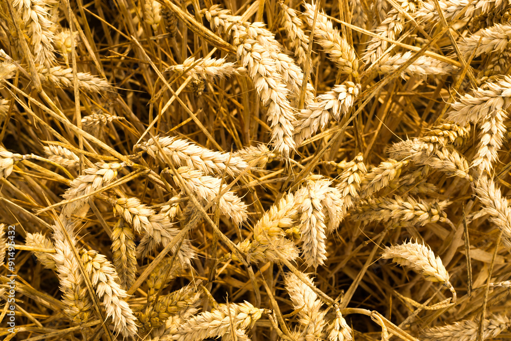 Closeup of Ripe Golden Grain Closeup of Ripe Golden Grain