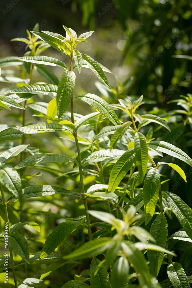 Fototapeta premium bush of lemon verbena or Aloysia citrodora in aromatic gardens