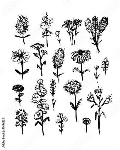 Collection of wildflowers, sketch fro your design