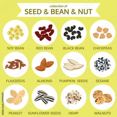 collections of seed & bean & nut, food icon vector illustration