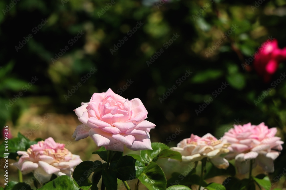 Beautiful pink rose in the garden. Selective focus.