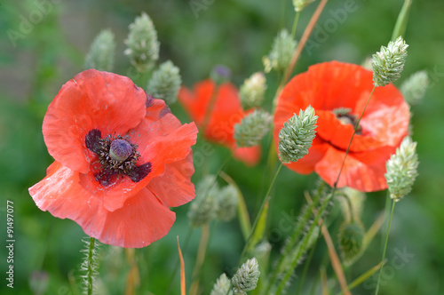 Fototapeta Naklejka Na Ścianę i Meble -  A fading Flanders poppy flower (Papaver rhoeas) amongst younger poppies and seeding canary grass (Phalaris canariensis)