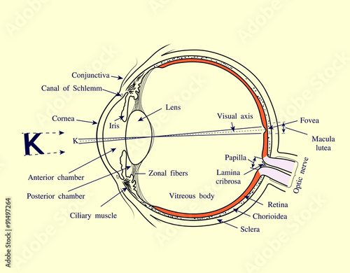 Human Eye system vector illustration