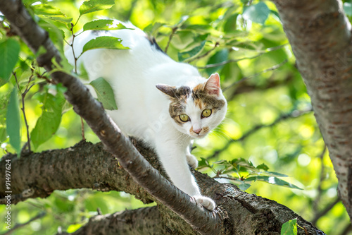 Fototapeta Naklejka Na Ścianę i Meble -  樹上ののらねこ