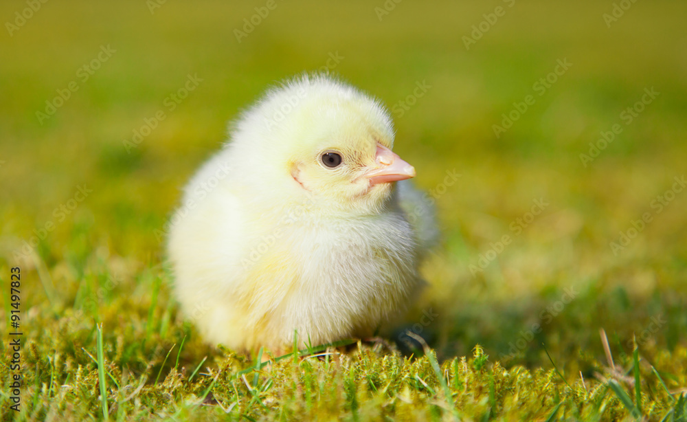 Cute little chick outside on green meadow