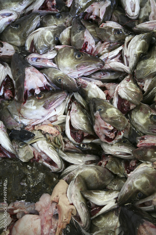 Fototapeta premium Stockfisch auf den Lofoten