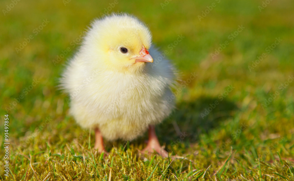 Naklejka premium Cute little chick outside on green meadow