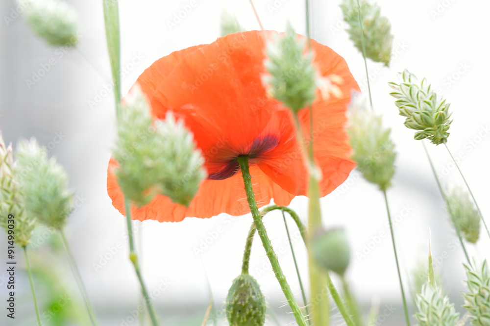 The base of a beautiful fragile red corn poppy flower (Papaver rhoeas) set in a dreamy white field of paper green seeding canary grass (Phalaris canariensis)  - obrazy, fototapety, plakaty 