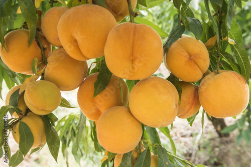 peach