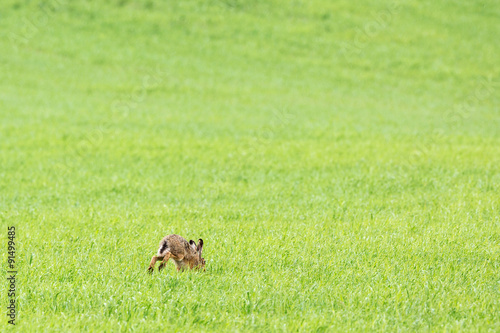Hare jumping in grassland