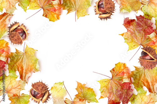 border frame of colorful autumn leaves and chestnut on white bac