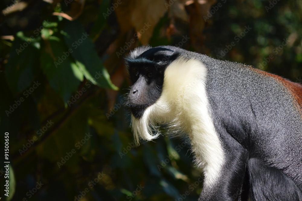 Obraz premium tamarin empereur