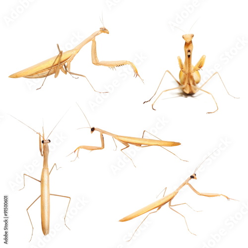 collection european mantis, praying mantis, mantis religiosa, subspecies - Mantis religiosa macedonica, male and female, isolated on white background with clipping path, high resolution