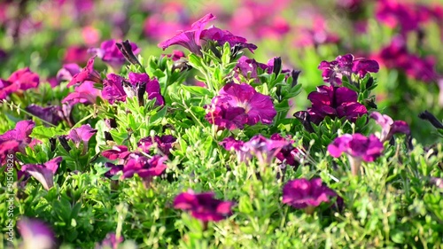 A flower bed with a pink petunias photo