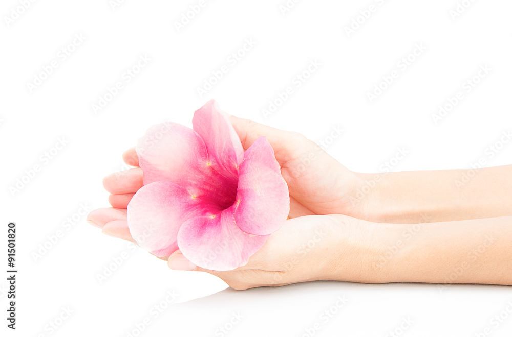 woman hand with pink flower on white background