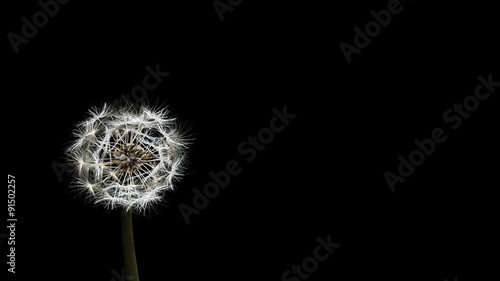 4K Dandelion blowing animation, slow motion with ALPHA MATTE at the second half of the footage. UHD stock video photo