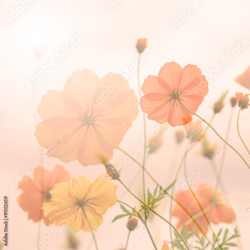 Blur and soft Yellow cosmos flower background with warming filter © aaa187