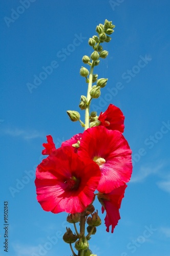  Garden hollyhock lcea Althea rosea photo