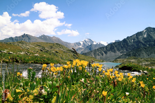 Yellow tulips on a background of mountains