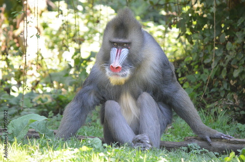 Foto mandrill