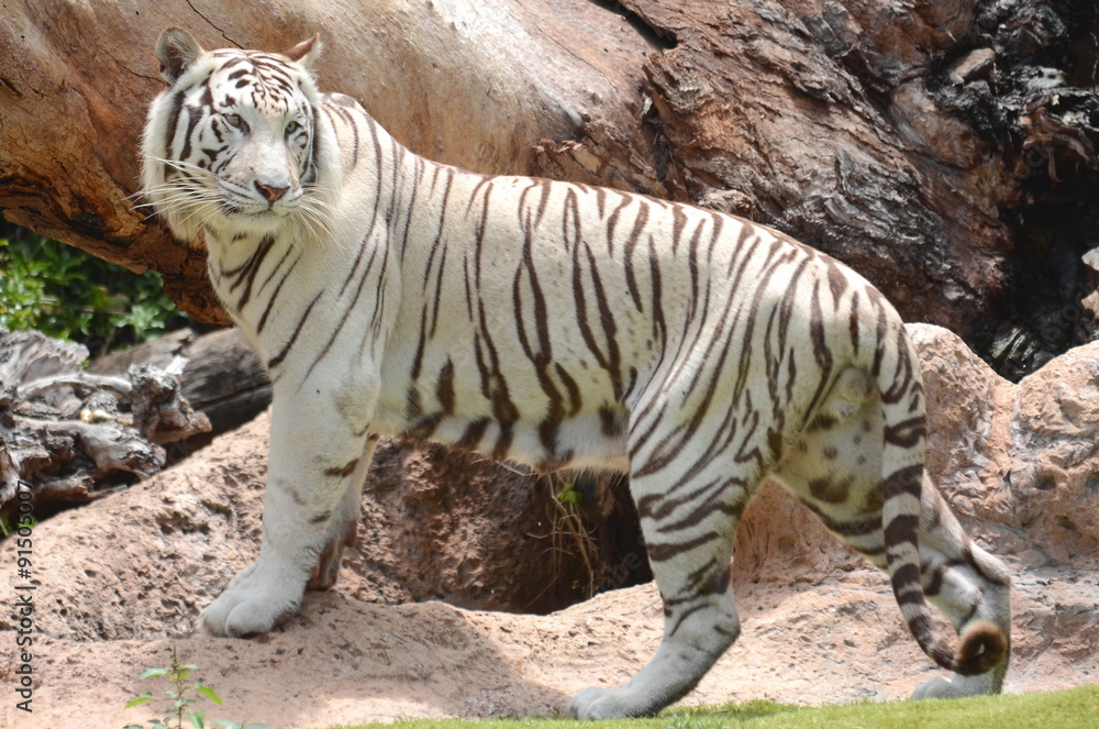 Naklejka premium Biały tygrys w Loro Park na Teneryfie