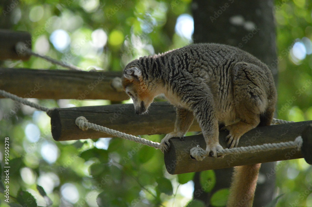 Obraz premium lémurien