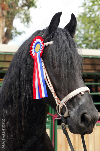 Award winning friesian stallion during celebration