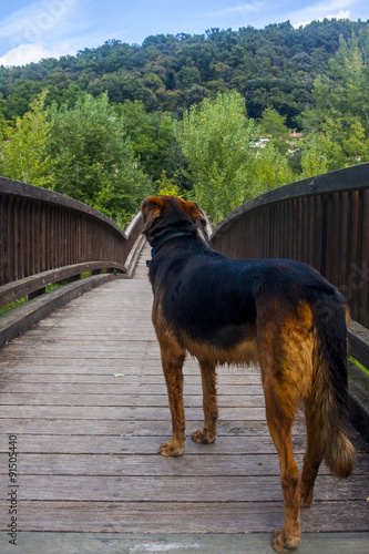 Perro en puente photo