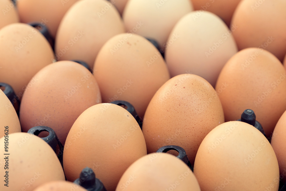 fresh organic eggs from chicken farm agriculture for sale fresh organic eggs from chicken farm agriculture for sale