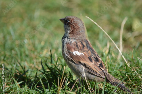 moineau