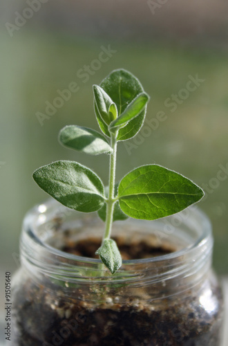 Green plant in a glass jar.