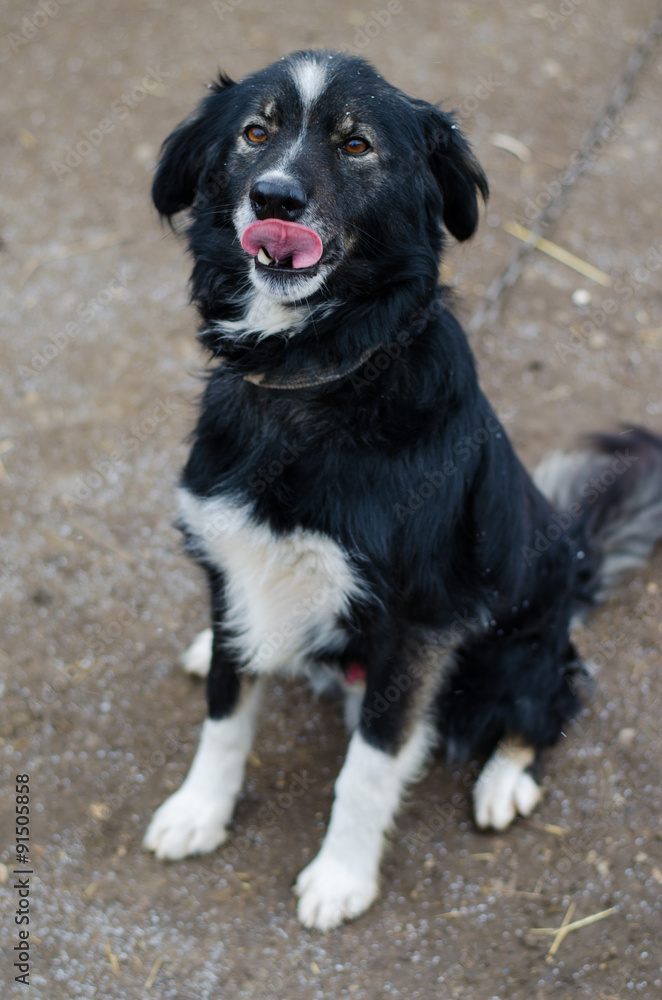 shaggy dog showing tongue