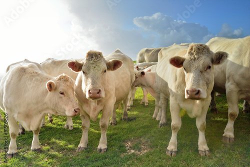 troupeau de bœufs curieux