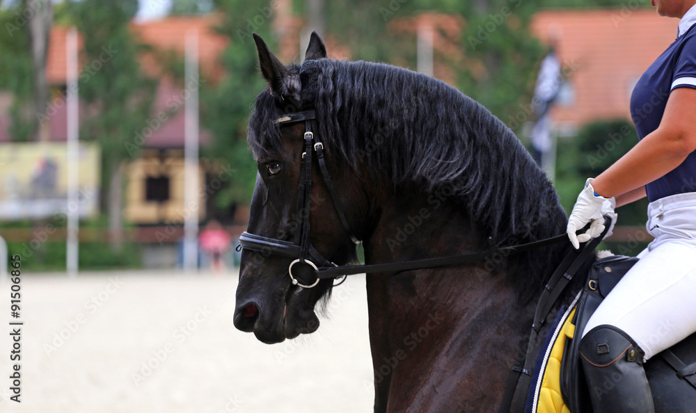 Obraz premium Horse rider women riding on a dressage horse