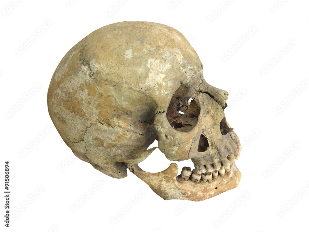 Old archaeological find human skull cranium isolated on white Old archaeological find human skull cranium isolated on white