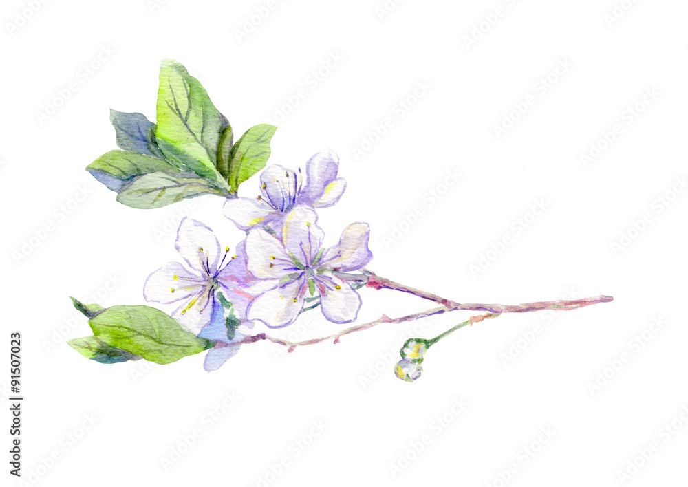 Fototapeta premium Blooming white cherry tree flowers, japanese sakura, watercolor