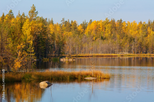 landscape in the forest lake