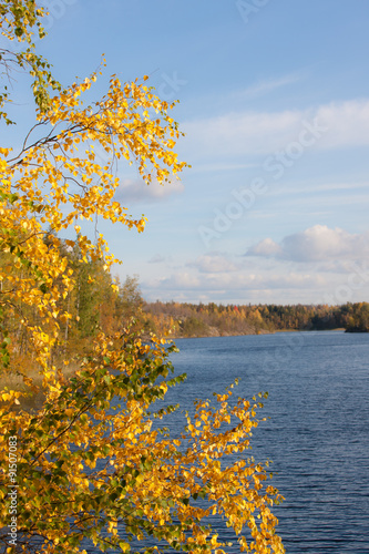 Birch on the lake