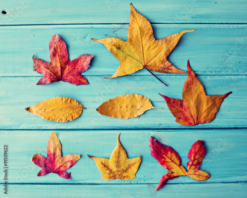 Autumn leafs over turquoise wood