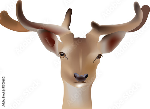 testa di cervo