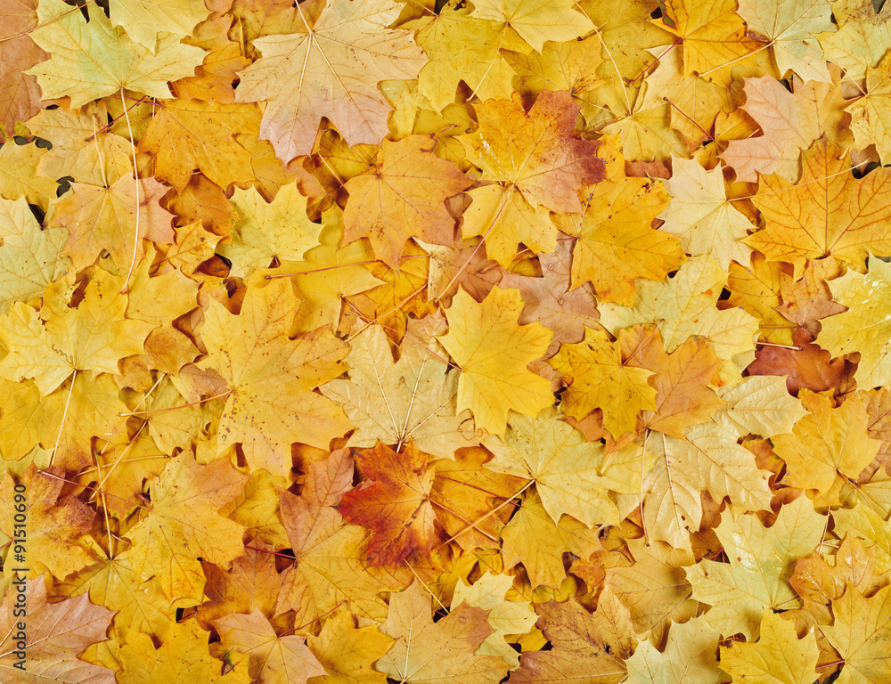 closeup autumn maple leaves as background closeup autumn maple leaves as background