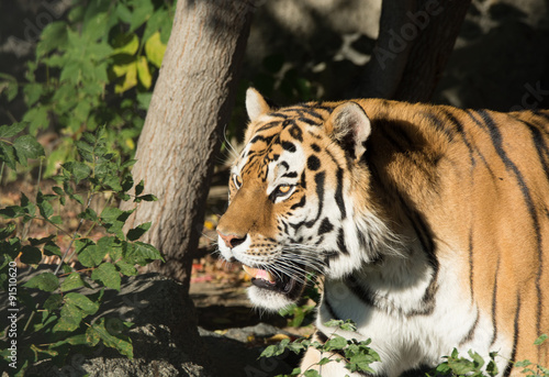Fototapeta Naklejka Na Ścianę i Meble -  nice bengal tiger