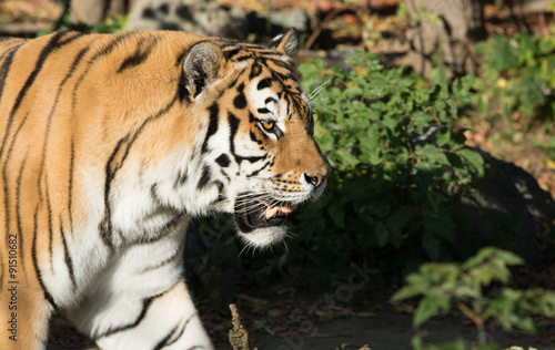 Fototapeta Naklejka Na Ścianę i Meble -  bengal tiger