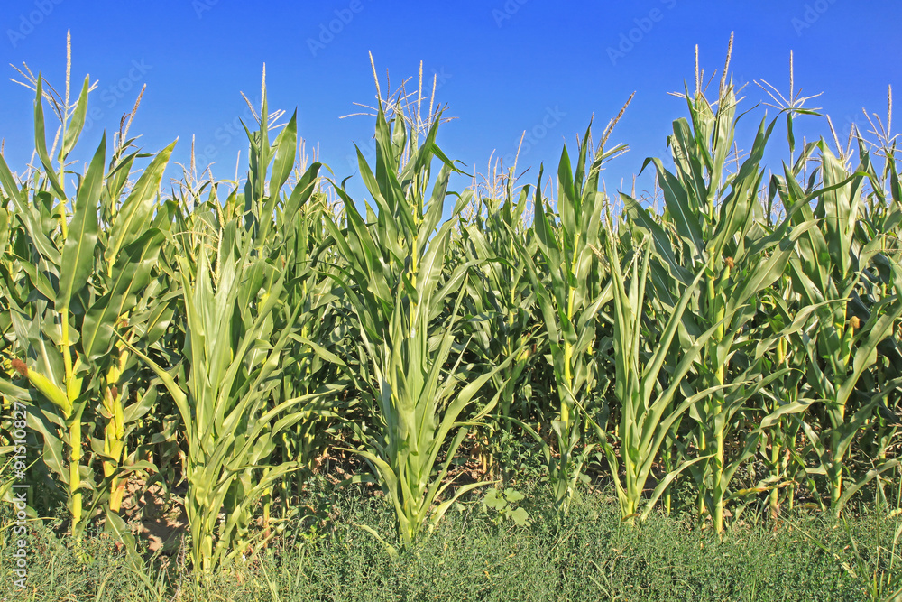 Obraz premium Maize Corn