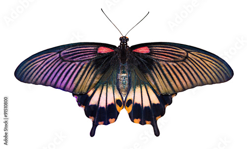 Papilio butterfly on white background
