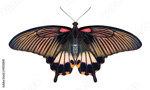Papilio butterfly on white background